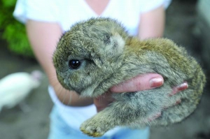 Крольчата без ушей родились в городе Пустомыты на Львовщине. Животные трудно переносят жару, потому что уши у кролей являются органом термоизоляции