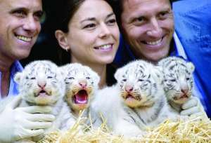 Ветеринар Христина Хенсель (посередине) держит на руках четверых белых тигрят. Они родились в зоопарке ”Серенгети” немецкого городка Ходенхаген
