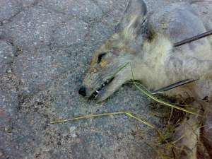 В селе Чемер Козелецкого района на Черниговщине убили неизвестное животное. Во время вскрытия в лаборатории ветмедицины в ее желудке нашли шелковицу