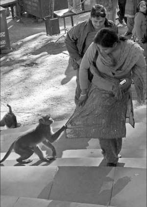 Возле индийских храмов мартышки цепляются к туристам. Если украдут у вас какую-то вещь, ее можно вернуть в обмен на бананы