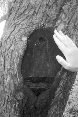 Изображение, которое напоминает образ Богоматери, появилось на яблоне в селе Остапье на Полтавщине. Ежедневно посмотреть на него приезжают с десяток людей