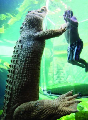 Коробку з туристом занурюють у воду під час атракціону ”Крокосаурус ков”. Найбільший крокодил, до якого можна пірнути, важить майже 800 кілограмів і завдовжки більше шести метрів