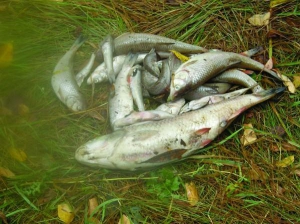 Дохлая рыба лежит на берегу реки Буша в одноименном селе Ямпольского района Винницкой области. Накануне заработал местный сахарозавод