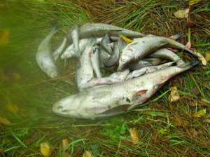 Дохла риба лежить на березі річки Буша в однойменному селі Ямпільського району Вінницької області. Напередодні запрацював місцевий цукрозавод