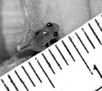 12-миллиметровая лягушка, которую поймали на острове Борнео в Тихом океане.