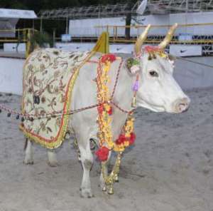 Корова Діта ходить по піщаному пляжу біля одного зі столичних ресторанів. Її 12 років тому привезли з Індії