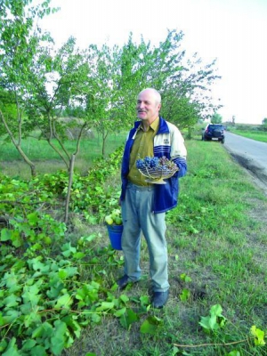 Житель Хитцов на Гадяччине Николай Крат нарвал в своем саду виноград, яблок ии груши. Всем желающим разрешает бесплатно собирать урожай 