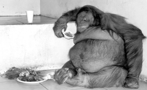 Орангутанг Ошин, що живе у британському притулку ”Світ мавп”, важить 98 кілограмів. Аби він схуд, його годують фруктами і йогуртами. Не дають солодощів та виробів із борошна