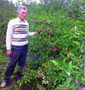 Агроном фермерского хозяйства ”Агросвит” Сергей Ищенко показывает осенне-зимний сорт яблок Алтмане