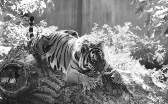 Амурська тигриця Амба у вольєрі київського зоопарку гризе спиляне дерево. Коли її кличуть по імені, вона ричить. 25 вересня у зоопарку відсвяткували День тигра