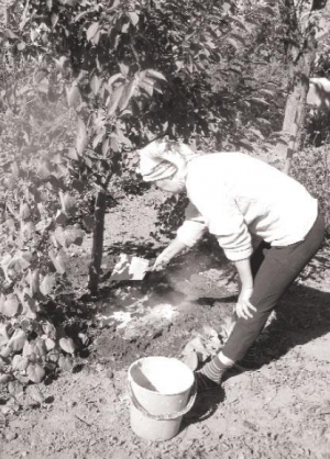 Вінничанка Оксана Воронець у саду посипає дерево попелом. Потім утеплить його сухим гноєм