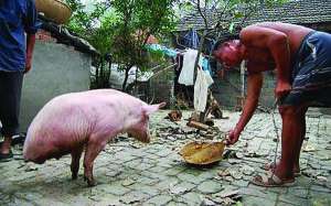 Китаец Ван Сихай кормит свинью Чжу Цзянцян. Животное родилось без задних ног
