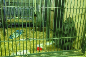Орангутанг Тонік у київському зоопарку 5 жовтня. На підлозі його вольєру валяється ковдра. Працівниця зоопарку запевняє, мавпі не було холодно