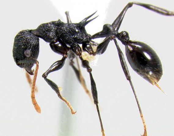 Представник нового роду мурашок, виявленого на висоті 1 600 м