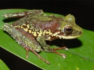 Новий вид жаб роду Platymantis 