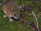 Згадана вище миша, знайдена в квітні 2009 року в горах Наканаі 
