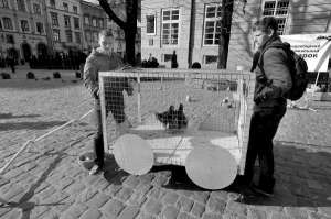 Члены молодежного объединения ”Ключ” Андрей Рожило (слева) и Андрей Бурак устанавливают клетку с курицами на колесах около Львовского городского совета во вторник. Считают, эта клетка символизирует местные маршрутные такси