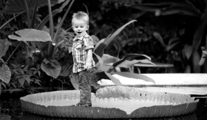 Двухлетний Дион Блом стоит на растении Виктория Амазонская в роттердамском зоопарке
