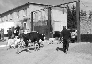 Осужденные на ферме при исправительном центре Крыжополя