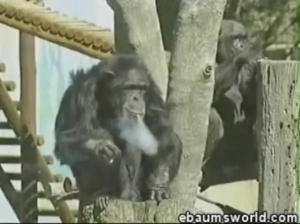 Шимпанзе Чарлі з південноафриканського зоопарку ”Бломфонтейн” 