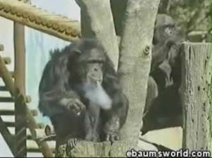 Шимпанзе Чарли из южноафриканского зоопарка "Бломфонтейн"