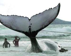 Бразильські рятувальники прив’язують кита до буксирного судна у місті Бузіос