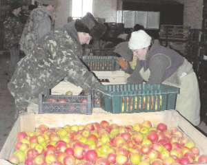Працівники Подільської дослідної станції садівництва складають яблука сорту Джонаголд у пластмасові ящики