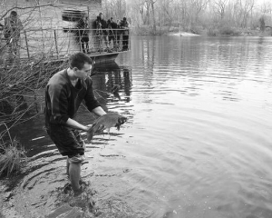 Працівник компанії ”Форест-парк” скидає  коропів в озеро Берізка в столичному Гідропарку у вівторок