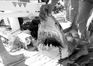 Найстрашніші зуби в тигрової акули