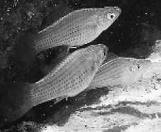 Риби гамбузії вирізняються серед інших своїми математичними здібностями