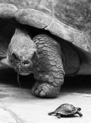 За три тижні перед сплячкою великих черепах припиняють годувати
