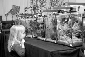 Дівчинка розглядає рибок у Львівському дитячому еколого-натуралістичному центрі 
