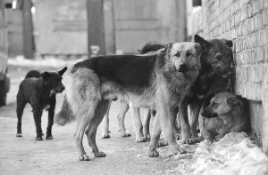 Безпритульні собаки перегородили тротуар та проїжджу частину на початку вулиці Нововознесенської у Львові у понеділок уранці