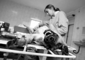 Собака в операційній під наркозом.