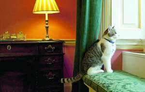 Кіт Ларрі сидить на канапі у резиденції британського прем’єра Девіда Кемерона