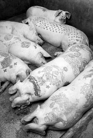 Свою майстерню у передмісті Пекіна Вім Дельвуа називає ”арт-фермою”. Каже, що ніколи не робить двом свиням однакових малюнків. Живими тварин не продає