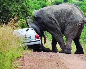 Слон перевертає автомобіль ірландця Джона Сомерса неподалік Йоганнесбурга, Південна Африка. Щоб відігнати тварину, поліцейські викликали спецбригаду ветеринарів. Гіганту вкололи снодійне
