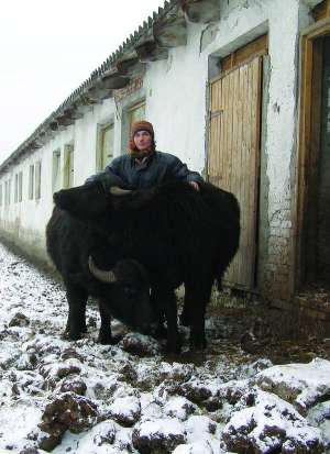 Німець Мішель Якобі виводить двох буйволів на подвір’я своєї ферми біля села Стеблівка на Закарпатті. Чоловік утримує в господарстві 25 тварин