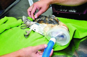 Ветеринари вводять пораненій сові заспокійливе у клініці ”Зусалуд” колумбійського міста Барранкілья