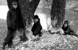 Хлопці з Гадяча на Полтавщині показують дерева, що їх обгризли бобри. Тварини віддають перевагу осикам і вербам