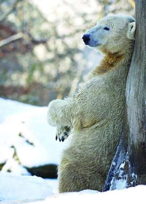 Працівники зоопарку в Берліні розповідають, що полярний ведмідь Кнут найбільше любив зиму. Це перший білий ведмідь, що народився в звіринці за 30 років. Мати-ведмедиця відмовилася вигодовувати його. Причини смерті Кнута назвуть після розтину 