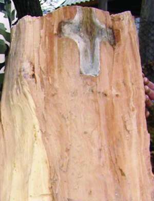 У розколотій навпіл колоді в селі Плоскановиця на Закарпатті помітили зображення хреста