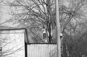 Наталія злазить із дерева на вулиці Монастирській у Полтаві в суботу. На висоті другого поверху гілки зламаються, вона впаде на гараж і знепритомніє