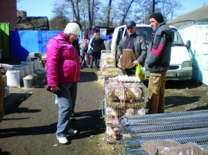 Підприємці на ринку в Гадячі продають курей. На вихідних торгували птицею з шести машин