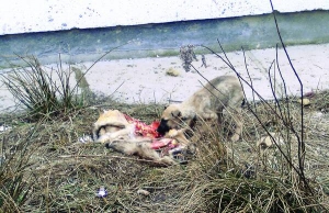 Спійманий безпритульний собака їсть іншого, який здох від голоду. Фото з притулку за містом Мукачеве, Закарпаття
