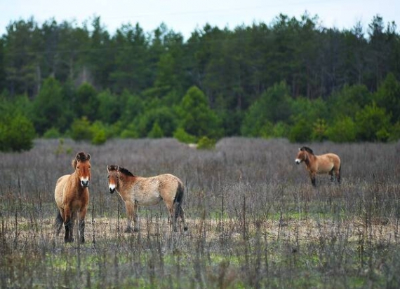 У полі біля села Залісся в Чорнобильській зоні відчуження пасеться табун коней Пржевальського. Їх завезли задля експерименту. Коні за шматком хліба підходять до рук