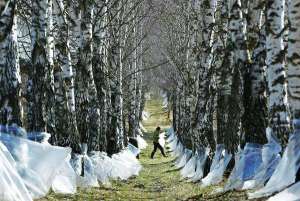 Працівниця лісгоспу в білоруському селищі Бєліца перевіряє пакети зі зібраним березовим соком. Його можна збирати тільки зі здорових дерев. У лісгоспі не дозволяють залишати жолобки більше як на добу