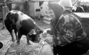 Ганна Копитко із села Сосонка, що під Вінницею двічі на день сипле кормову добавку ”Живина” у їжу поросятам