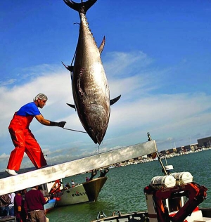 Рибалка в іспанському порту Барбате приймає зі шхуни зловленого 3-метрового тунця. Велику рибу підіймають із суден кранами