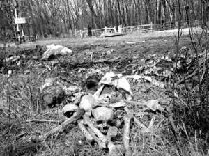 Людські кістки лежать на околиці кладовища селища Пролетар під Донецьком 29 квітня. Місцеві запевняють, що таким чином комунальники звільняють місця для нових поховань 